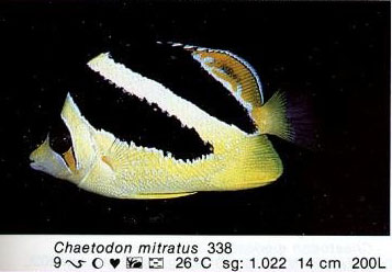 Chaetodon mitratus